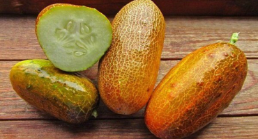 Jak zabránit přezrálým okurkám? Co dělat, když je zelenina přerostlá?